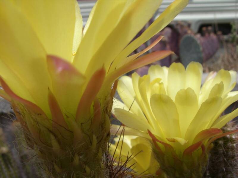 Cactus Flowers from our garden.