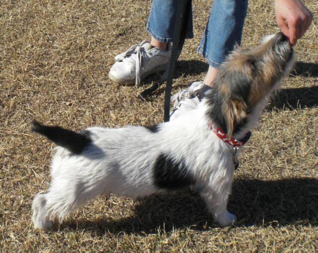 This is Harry, from Flushing Pheasants