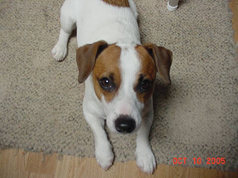 Meatball is the serious type.  He likes to be in charge and keep everyone in line.  He will protect puppies and challenge 120 pound Dobermans. He likes to play tug of war and he likes to swim and play in water.  He is our resident puppy sitter.  He takes care of the new babies in the house.  He can play Tug-of-War very gently with puppies and he is very patient with them.  He is loving and kind, yet has all the terrier spunk.  He has completed his AKC Canine Good Citizen Certificate.  Completed an AKC Rally Excellent Champion and UKC Grand Championship.  He is strong and weighs 14 pounds. He is about 10 1/2 inches tall and thinks he is 36 inches tall.  