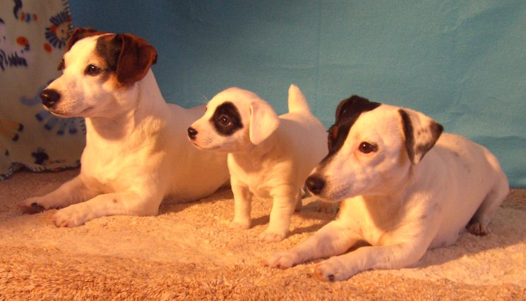 pakajackrussells