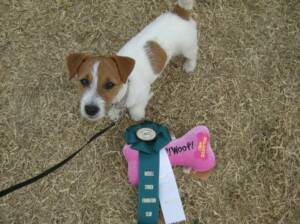 Russell Terrier