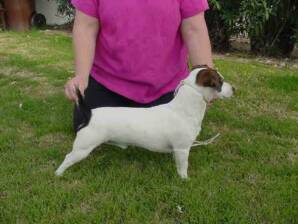 Russell Terrier