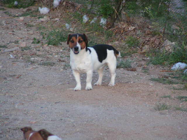 Short Stop Elvis out of Wills and Krissy. Sire of PakaJack Flash of Short Stop