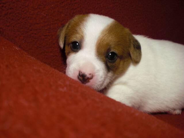 Pollie waiting to go home to Doug, Rollie & Bosco