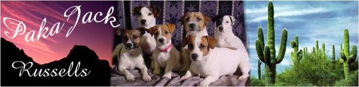 PakaJack Russells