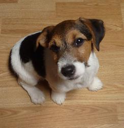 This is Copper-Top, a Ruffy and Meatball puppy